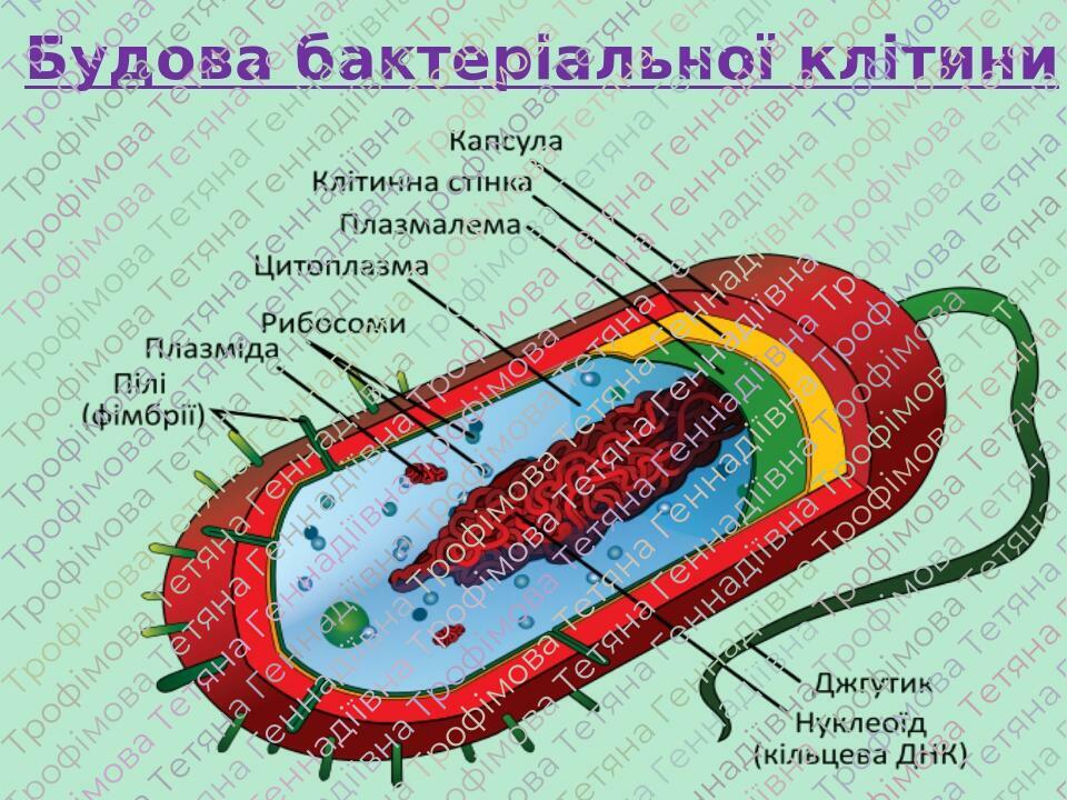 Будова бактеріальної клітини