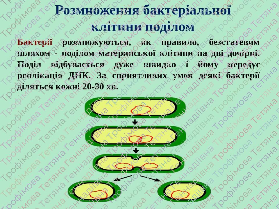 Розмноження бактеріальної клітини поділом Бактерії розмножуються, як правило, безстатевим шляхом - поділом материнської клітини на дві дочірні. Под...