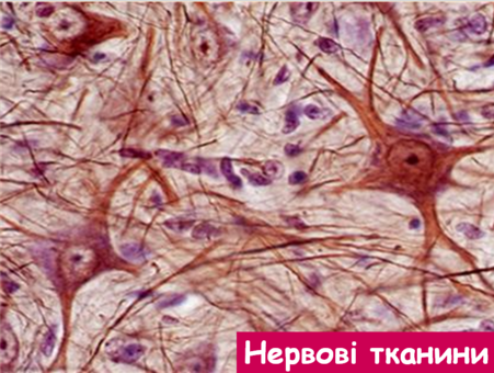 02012nb8-4bcc-927x698.png