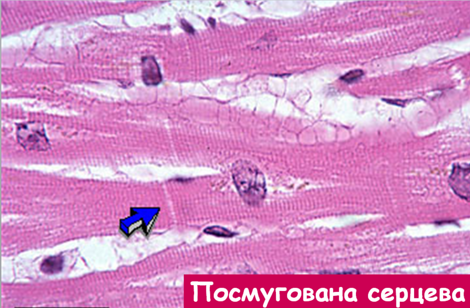 02012ned-ed27-940x615.png