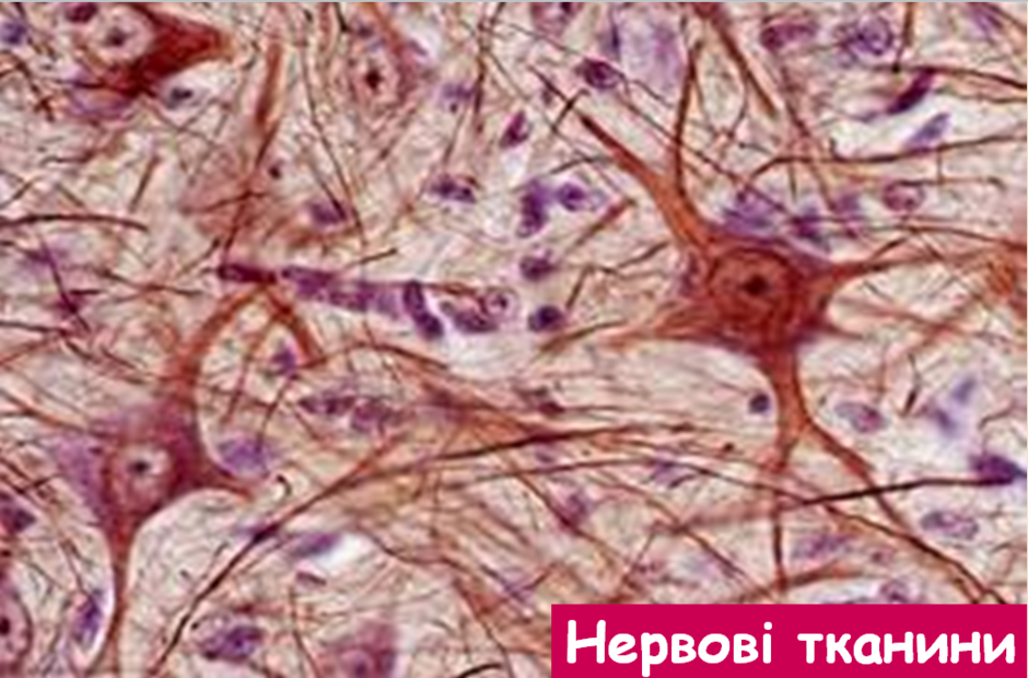 02012nfu-3f3b-940x620.png