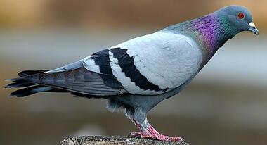 02012vzo-169e-380x206.jpg