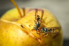 02012w1y-e3df-266x177.jpg