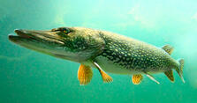 02012w75-00ca-223x117.jpg