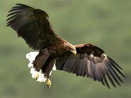 02012w7t-b23a-268x201.jpg