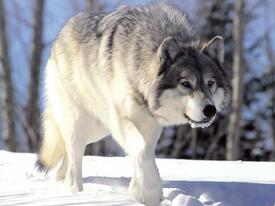 02012w9r-fa7d-275x206.jpg