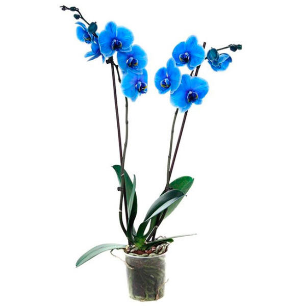 020130za-3220-598x600.jpg