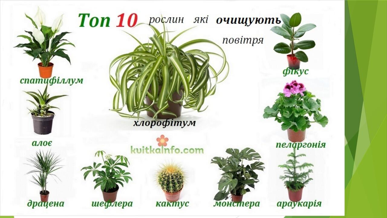Комнатные растения фото и названия на букву к
