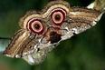 02013din-4319-116x77.jpg