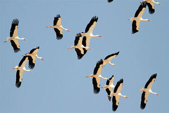 02013fj9-62c0-337x225.jpg