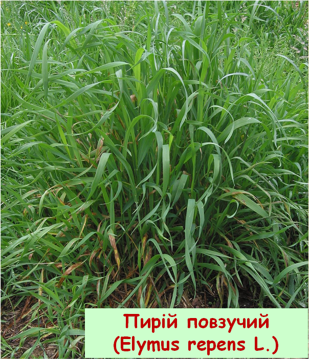 02013qit-49f6-604x701.png