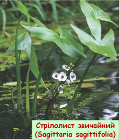 02013qix-eeee-599x701.png