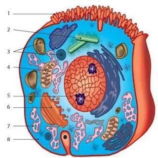 02013tef-cc66-320x321.jpg