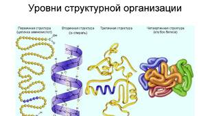 Картки до практичної роботи "Білки" біологія, 9 клас