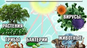 Систематика
