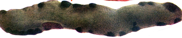 02013wxp-fd46-369x77.png