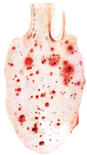 02013wxq-5f2b-87x155.png