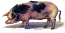 02013wz3-2af4-251x128.png