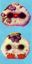 02013x00-502c-111x224.png