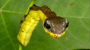 Гусеница змея - 55 фото - картинки: смотреть онлайн