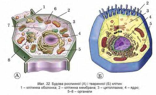 8. Знайомство з клітиною. Клітинна мембрана » Народна Освіта