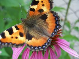 02013z4n-bbe6-278x209.jpg