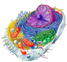 02013zfw-6631-234x217.png