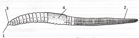 020140p6-ed61-475x133.png