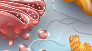  Одномембранні та немембранні органели клітини, включення (тест)