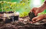 Coronavirus gardening: hobby and self sustainability create interest