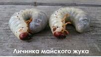 020147eu-0533-203x115.jpg
