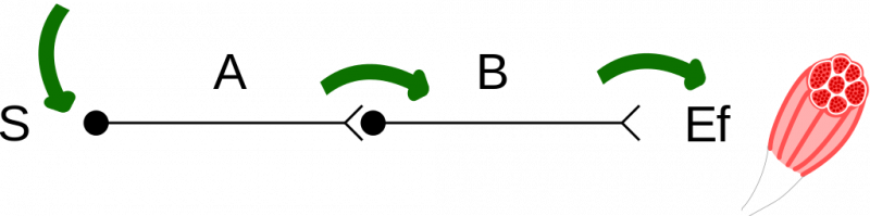 02014cjc-538d-800x199.png