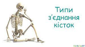 Кістки,хрящі. З"єднання кісток