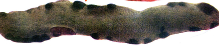 02014ft6-74d9-439x93.png