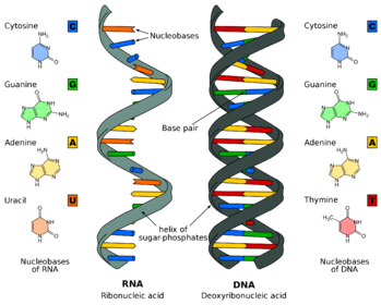 Файл:Difference DNA RNA-EN.svg — Википедия