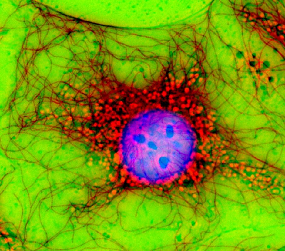 The Cell: An Image Library - Image CIL:42508 | Microscopic photography, Microscopic images, Things under a microscope