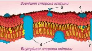 Знайомство з клітиною. Клітинна мембрана