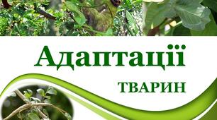 Адаптації