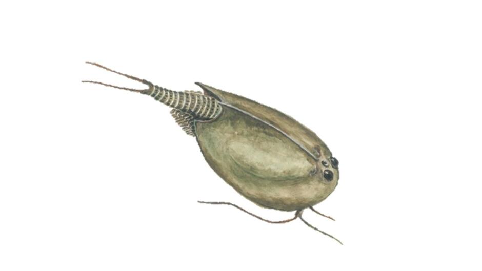 Щитовик. • Triops cancriformis – Щитень летний. Чувашия. Раскраски Щитень. Щитовик насекомое. Щитень весенний рисунок.