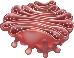 02014ng4-bb9d-355x276.png