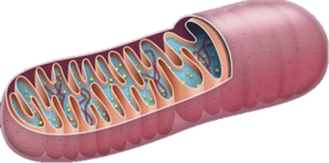 02014ngl-b687-405x201.png