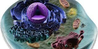 Походження еукаріотичної клітини: до чого тут віруси та бактерії? – fun_biology_blog