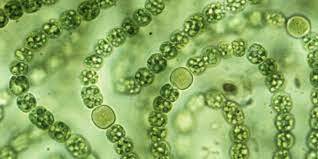 Цианобактерии: первое семя космической колонизации | by Сергей Базанов | Space Review | Medium