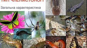 Загальнарактеристика Членистоногиха х