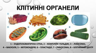 Тема: Основні органели клітини.