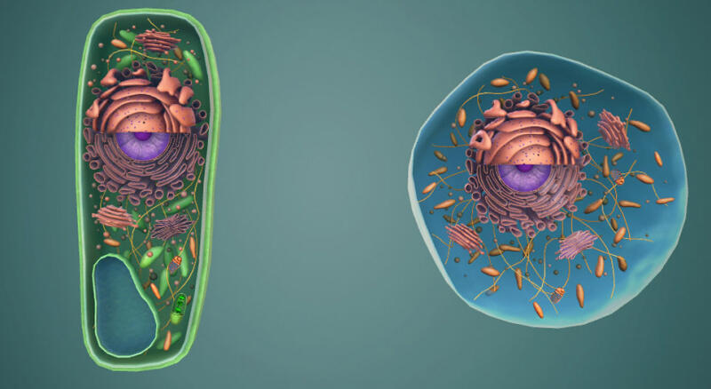 020156os-431f-800x438.jpg
