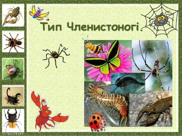 Тип Членистоногі.
