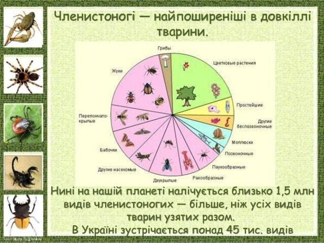 Членистоногі — найпоширеніші в довкіллі тварини. Нині на нашій планеті налічується близько 1,5 млн видів членистоногих — б...