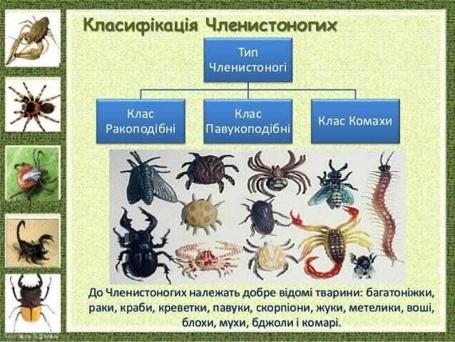 Класифікація Членистоногих Тип Членистоногі Клас Ракоподібні Клас Павукоподібні Клас Комахи До Членистоногих належать добр...