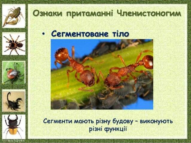 Ознаки притаманні Членистоногим • Сегментоване тіло Сегменти мають різну будову – виконують різні функції